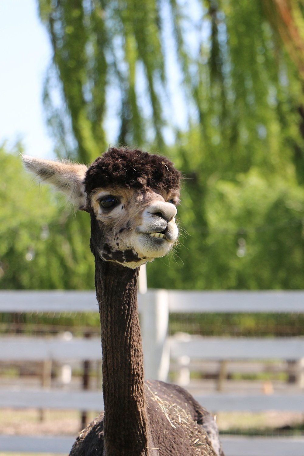 Introducing Alpaca Wool Dryer Balls — Simple Ecology